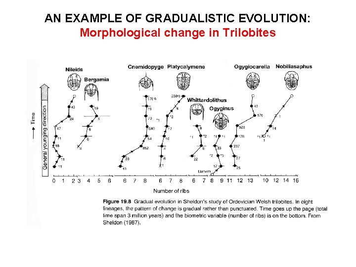 AN EXAMPLE OF GRADUALISTIC EVOLUTION: Morphological change in Trilobites 