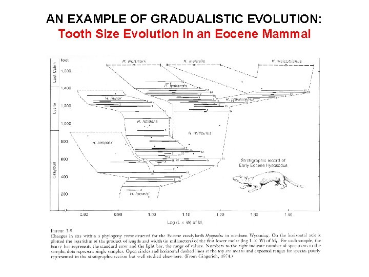 AN EXAMPLE OF GRADUALISTIC EVOLUTION: Tooth Size Evolution in an Eocene Mammal 