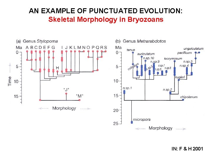 AN EXAMPLE OF PUNCTUATED EVOLUTION: Skeletal Morphology in Bryozoans IN: F & H 2001