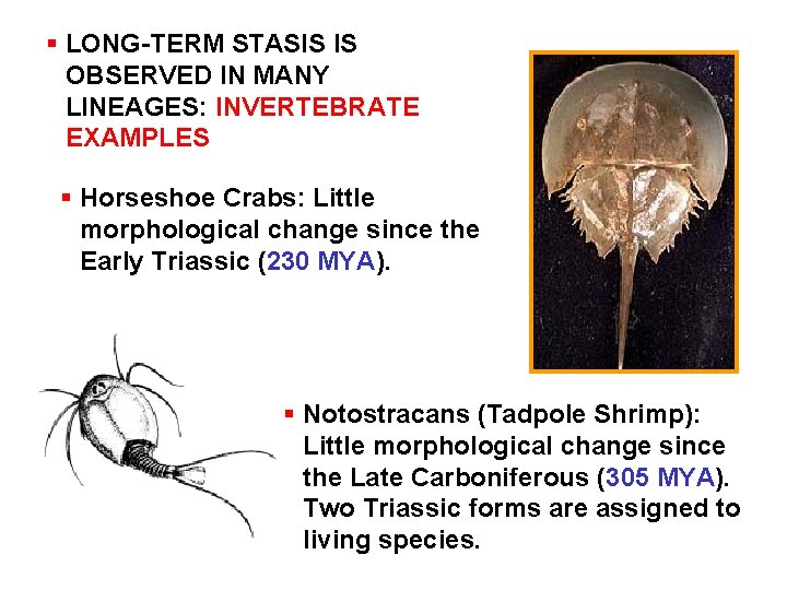§ LONG-TERM STASIS IS OBSERVED IN MANY LINEAGES: INVERTEBRATE EXAMPLES § Horseshoe Crabs: Little