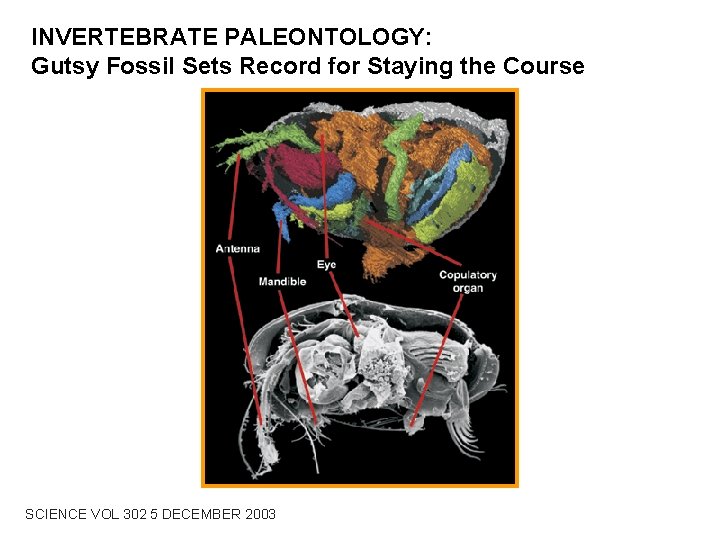 INVERTEBRATE PALEONTOLOGY: Gutsy Fossil Sets Record for Staying the Course SCIENCE VOL 302 5