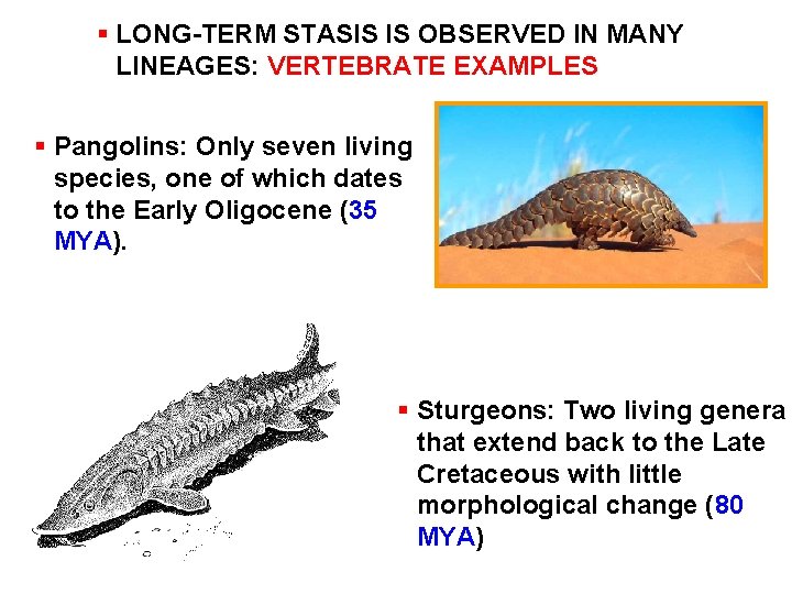 § LONG-TERM STASIS IS OBSERVED IN MANY LINEAGES: VERTEBRATE EXAMPLES § Pangolins: Only seven