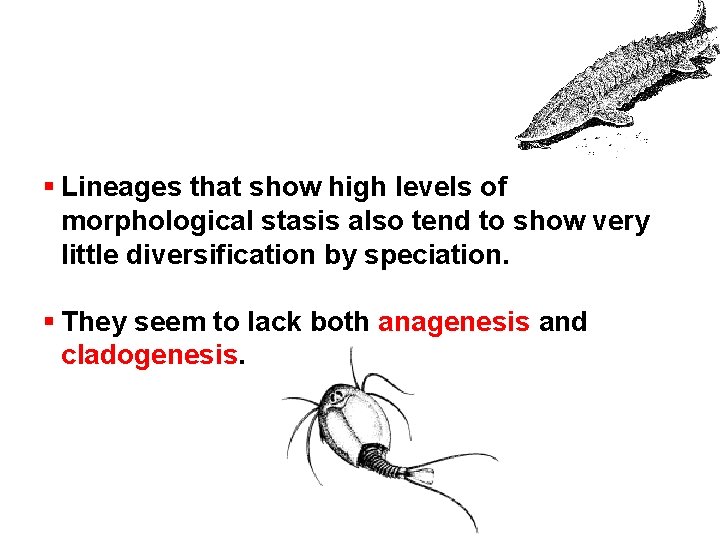 § Lineages that show high levels of morphological stasis also tend to show very