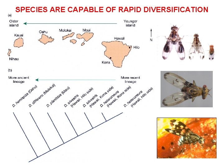 SPECIES ARE CAPABLE OF RAPID DIVERSIFICATION 