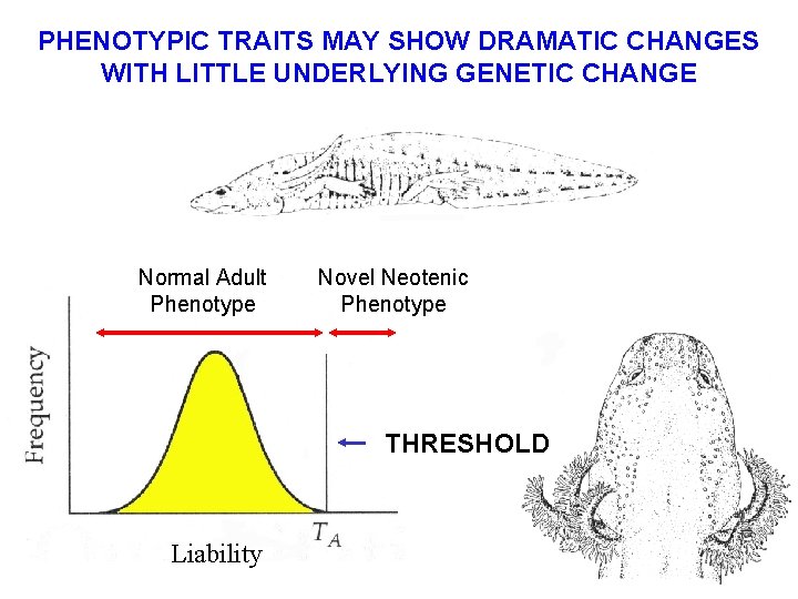 PHENOTYPIC TRAITS MAY SHOW DRAMATIC CHANGES WITH LITTLE UNDERLYING GENETIC CHANGE Normal Adult Phenotype