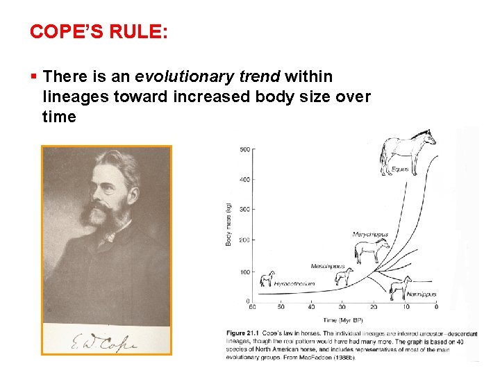 COPE’S RULE: § There is an evolutionary trend within lineages toward increased body size