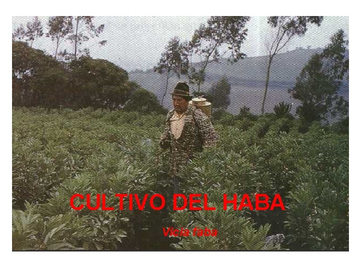 CULTIVO DEL HABA Vicia faba 