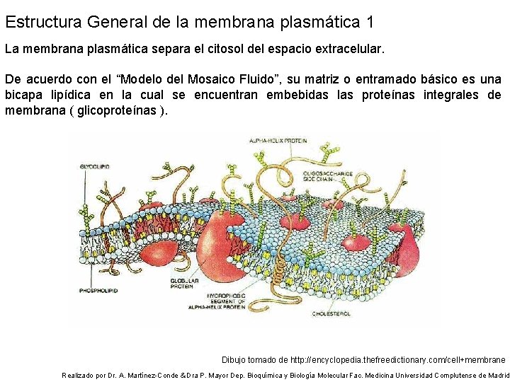 Estructura General de la membrana plasmática 1 La membrana plasmática separa el citosol del
