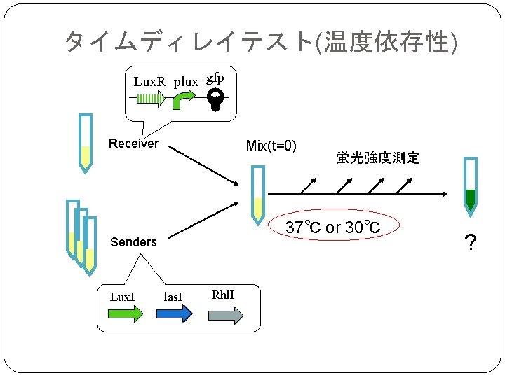 タイムディレイテスト(温度依存性) Lux. R plux gfp Receiver Mix(t=0) 37℃ or 30℃ Senders Lux. I 蛍光強度測定