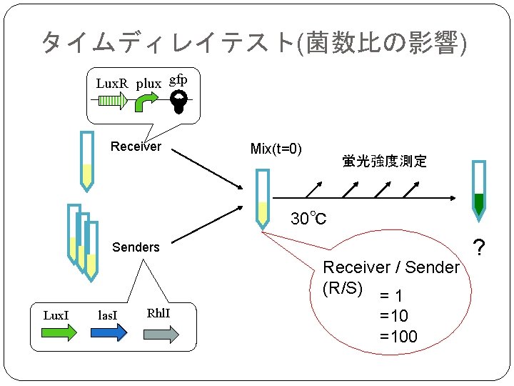 タイムディレイテスト(菌数比の影響) Lux. R plux gfp Receiver Mix(t=0) 蛍光強度測定 30℃ Senders Receiver / Sender (R/S)