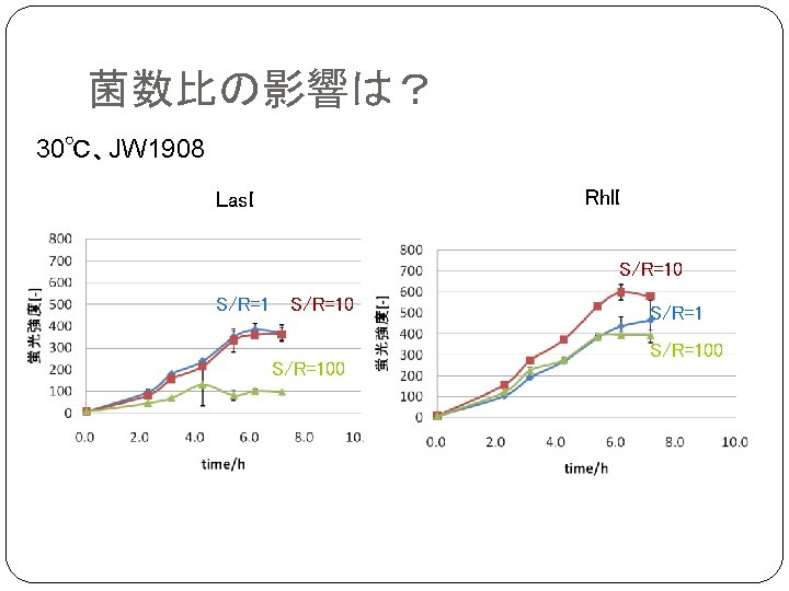 菌数比の影響は？ 30℃、JW 1908 Rhl. I Las. I S/R=100 S/R=100 