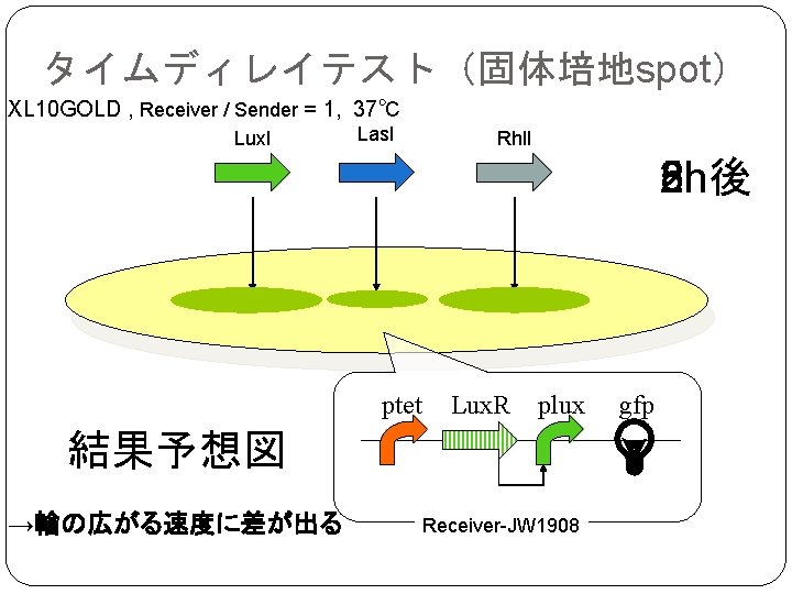 タイムディレイテスト（固体培地spot） XL 10 GOLD , Receiver / Sender = 1, 37℃ Lux. I Las.