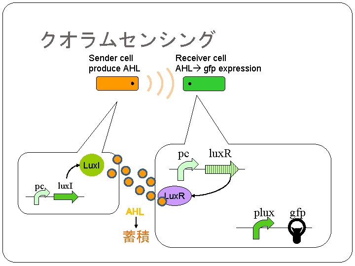 クオラムセンシング Sender cell produce AHL Receiver cell AHL gfp expression pc lux. R Lux.