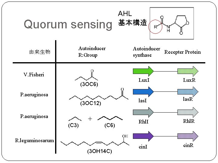 Quorum sensing 由来生物 Autoinducer R: Group　 V. Fisheri AHL 基本構造 Autoinducer Recepter Protein synthase