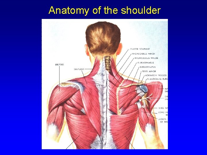 Anatomy of the shoulder 