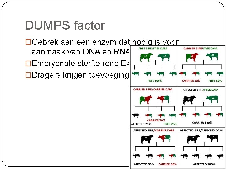 DUMPS factor �Gebrek aan een enzym dat nodig is voor aanmaak van DNA en