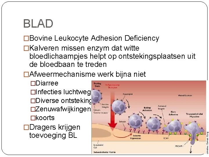 BLAD �Bovine Leukocyte Adhesion Deficiency �Kalveren missen enzym dat witte bloedlichaampjes helpt op ontstekingsplaatsen