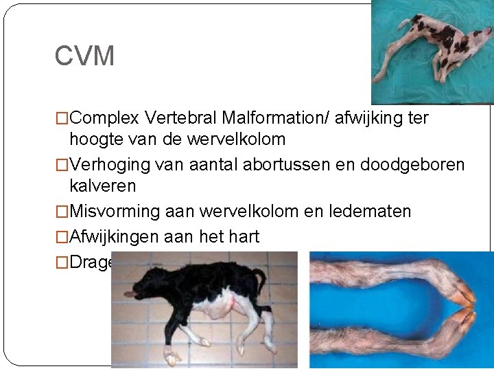 CVM �Complex Vertebral Malformation/ afwijking ter hoogte van de wervelkolom �Verhoging van aantal abortussen