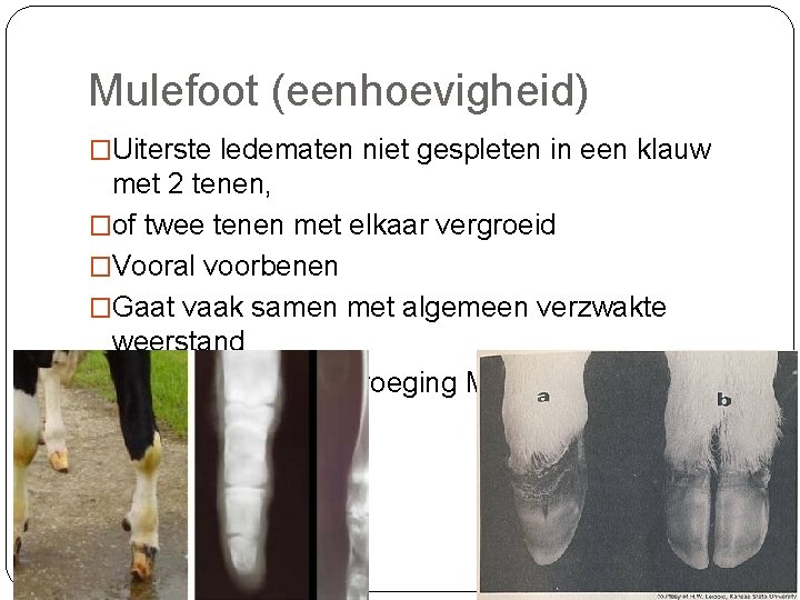 Mulefoot (eenhoevigheid) �Uiterste ledematen niet gespleten in een klauw met 2 tenen, �of twee