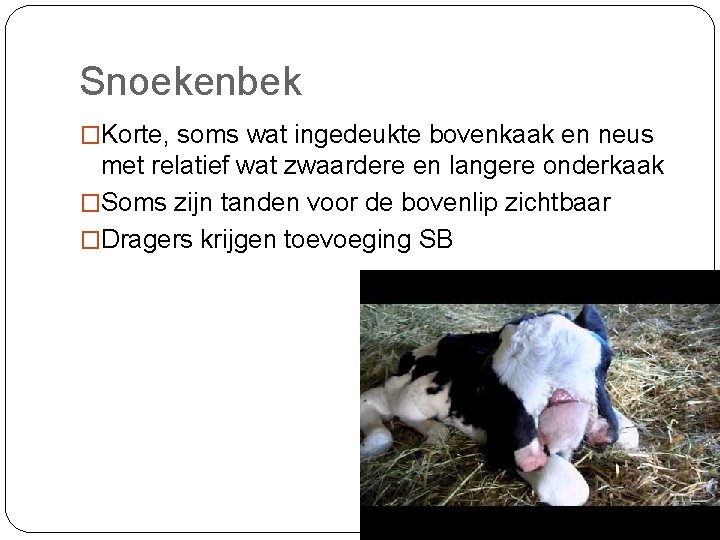 Snoekenbek �Korte, soms wat ingedeukte bovenkaak en neus met relatief wat zwaardere en langere