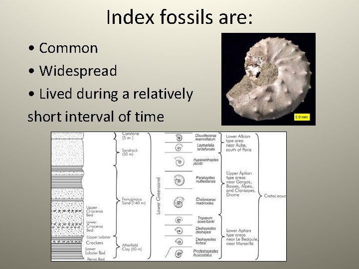 Index fossils are: • Common • Widespread • Lived during a relatively short interval