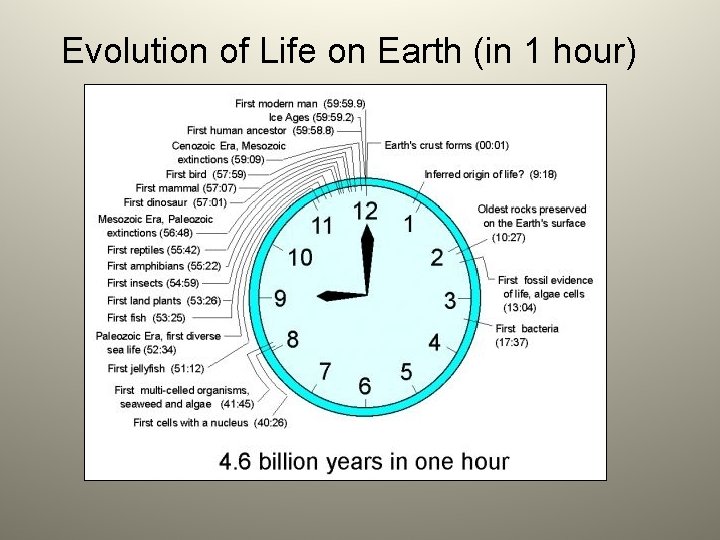 Evolution of Life on Earth (in 1 hour) 