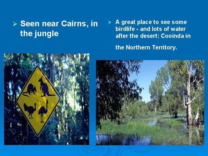 Ø Seen near Cairns, in the jungle Ø A great place to see some
