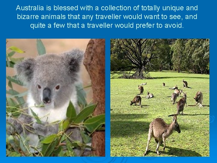 Australia is blessed with a collection of totally unique and bizarre animals that any