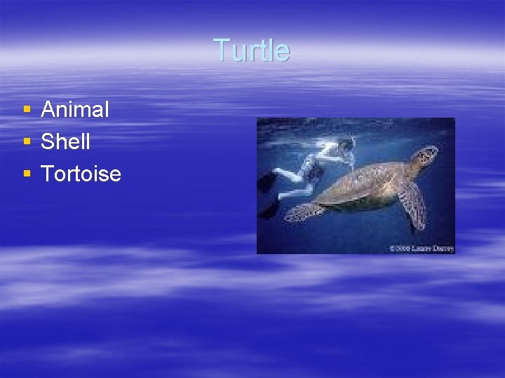 Turtle § § § Animal Shell Tortoise Turtle § § § Animal Shell Tortoise