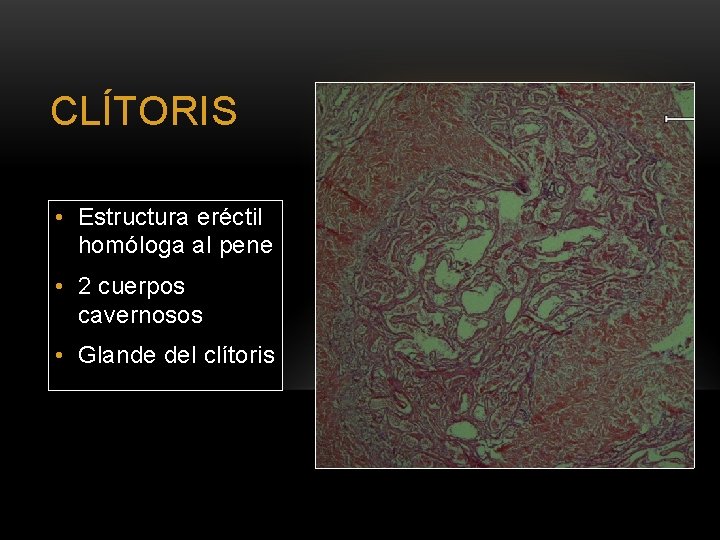 CLÍTORIS • Estructura eréctil homóloga al pene • 2 cuerpos cavernosos • Glande del