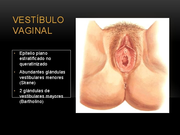 VESTÍBULO VAGINAL • Epitelio plano estratificado no queratinizado • Abundantes glándulas vestibulares menores (Skene)