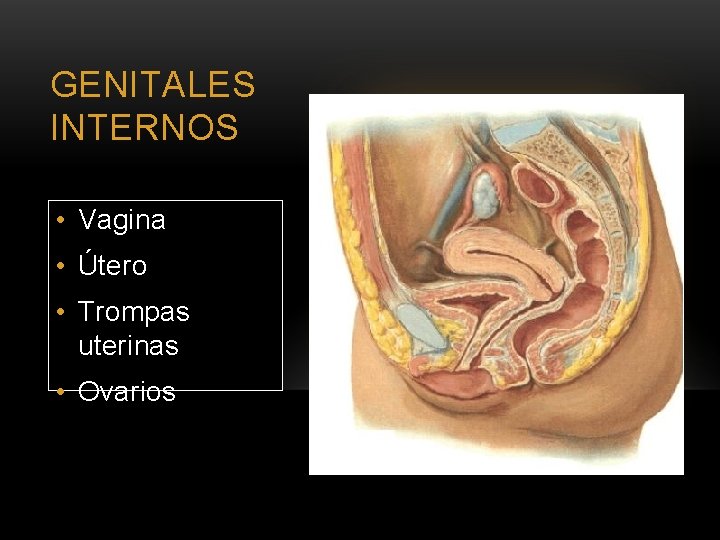 GENITALES INTERNOS • Vagina • Útero • Trompas uterinas • Ovarios 