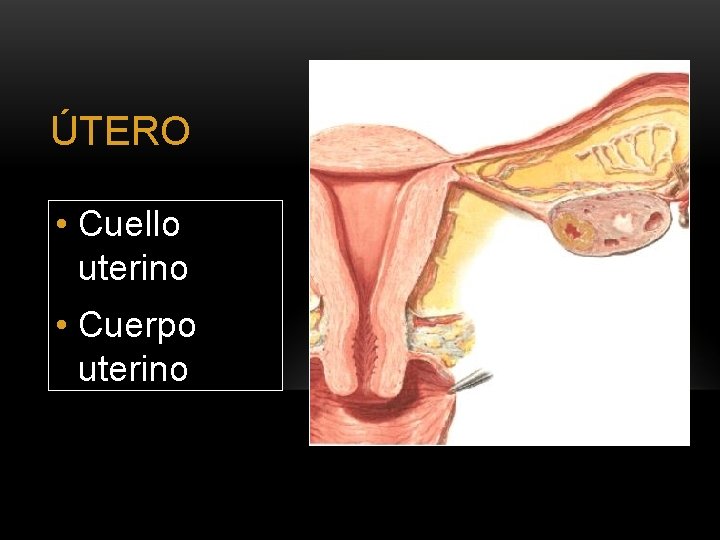 ÚTERO • Cuello uterino • Cuerpo uterino 
