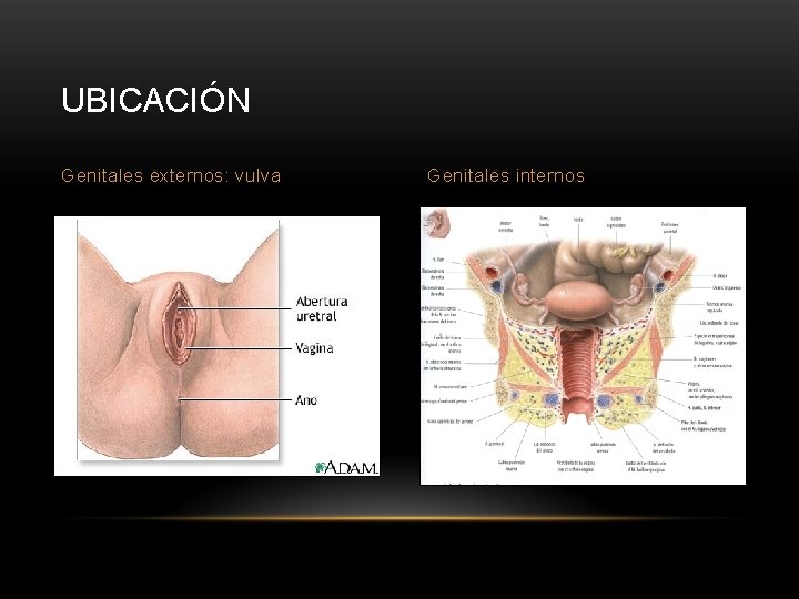 UBICACIÓN Genitales externos: vulva Genitales internos 