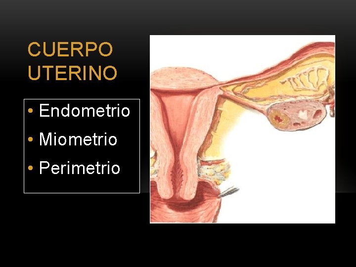 CUERPO UTERINO • Endometrio • Miometrio • Perimetrio 