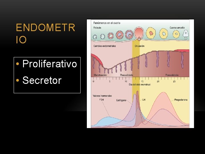 ENDOMETR IO • Proliferativo • Secretor 
