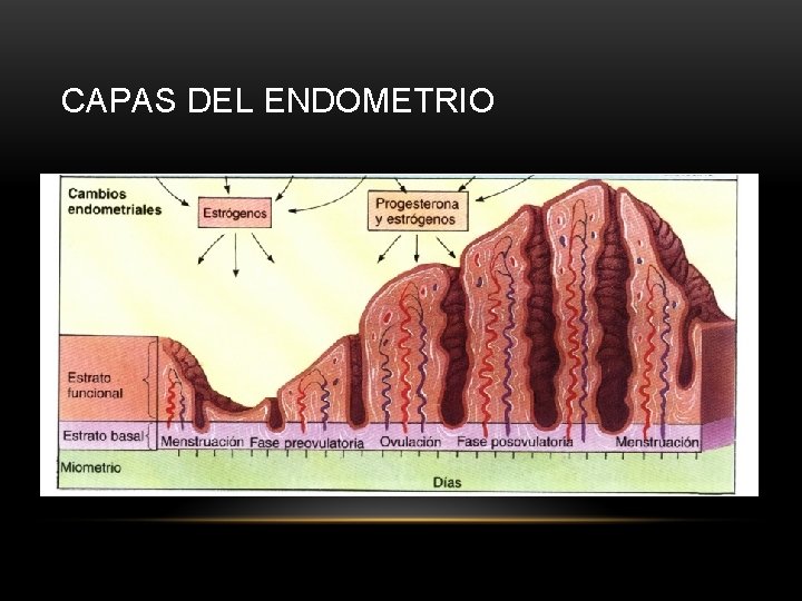 CAPAS DEL ENDOMETRIO 