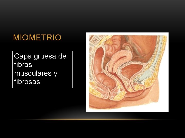 MIOMETRIO Capa gruesa de fibras musculares y fibrosas 