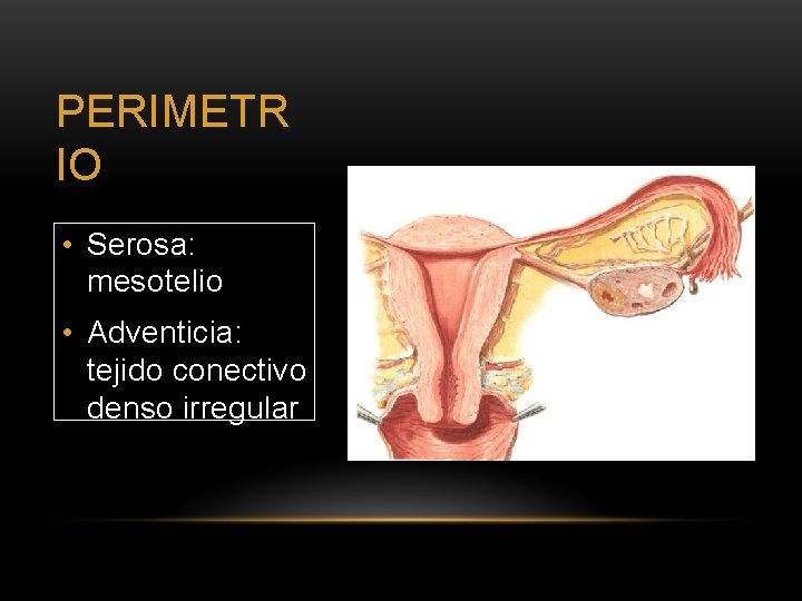 PERIMETR IO • Serosa: mesotelio • Adventicia: tejido conectivo denso irregular 