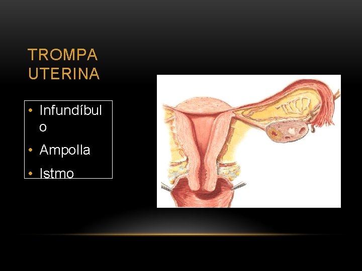 TROMPA UTERINA • Infundíbul o • Ampolla • Istmo 