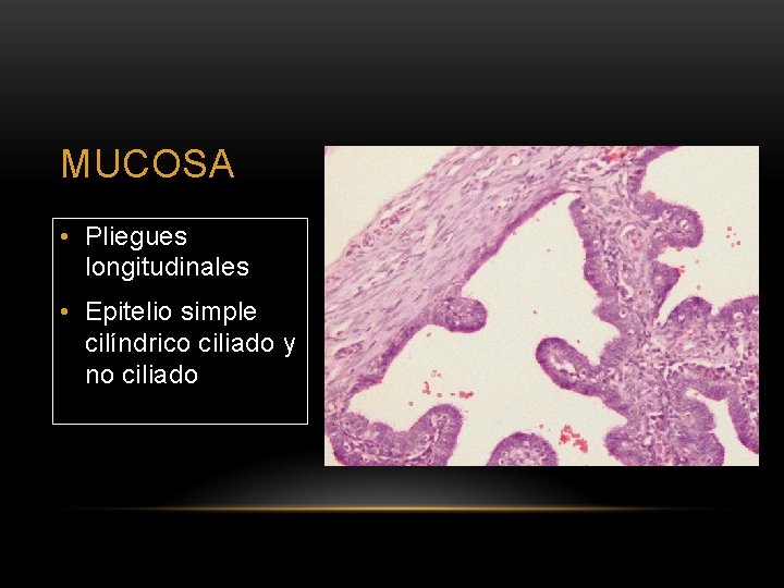 MUCOSA • Pliegues longitudinales • Epitelio simple cilíndrico ciliado y no ciliado 