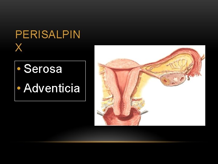 PERISALPIN X • Serosa • Adventicia 