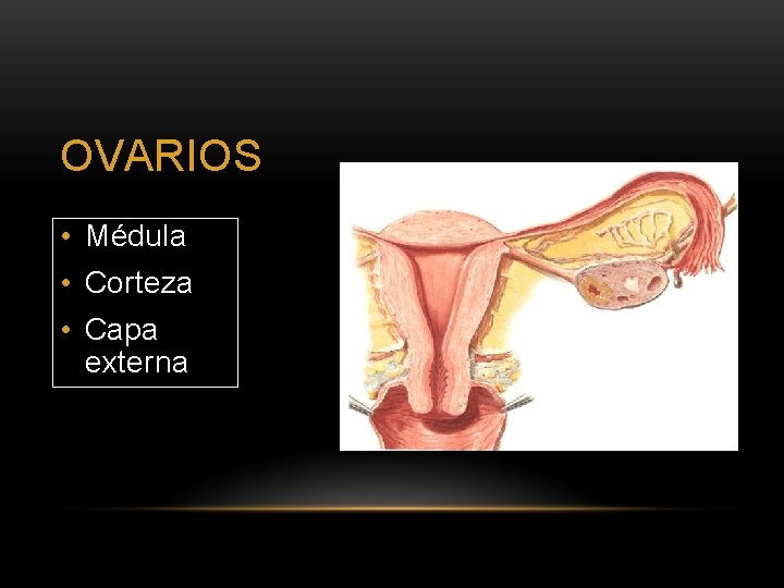 OVARIOS • Médula • Corteza • Capa externa 
