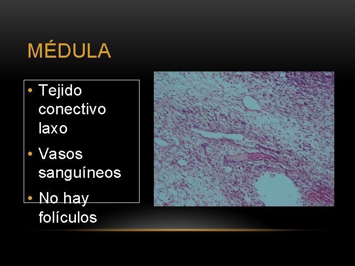 MÉDULA • Tejido conectivo laxo • Vasos sanguíneos • No hay folículos 