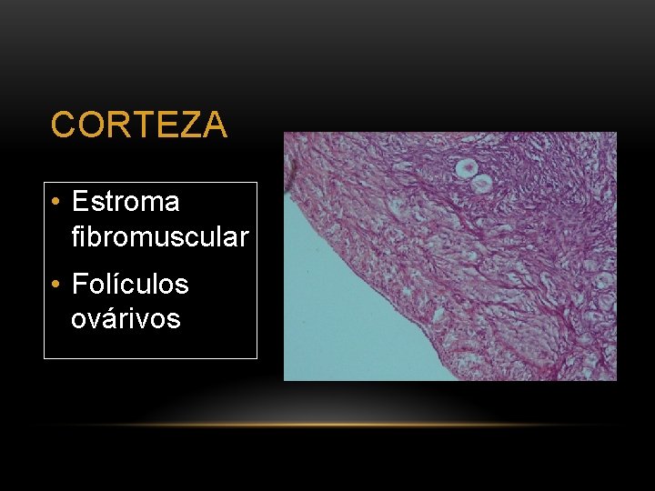 CORTEZA • Estroma fibromuscular • Folículos ovárivos 