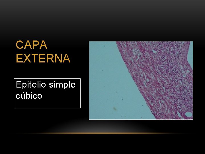 CAPA EXTERNA Epitelio simple cúbico 
