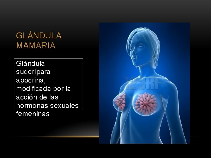 GLÁNDULA MAMARIA Glándula sudorípara apocrina, modificada por la acción de las hormonas sexuales femeninas