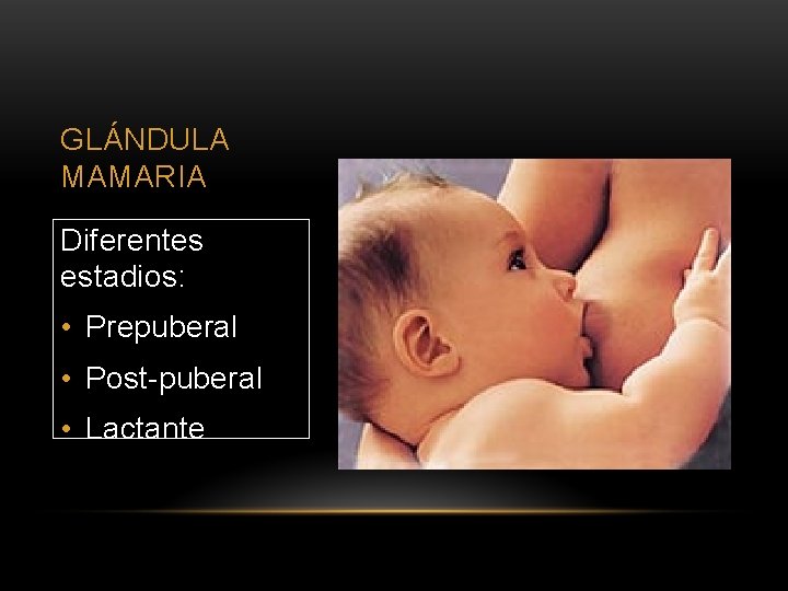GLÁNDULA MAMARIA Diferentes estadios: • Prepuberal • Post-puberal • Lactante 