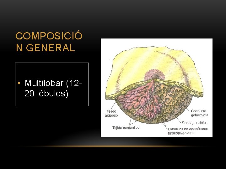 COMPOSICIÓ N GENERAL • Multilobar (1220 lóbulos) 