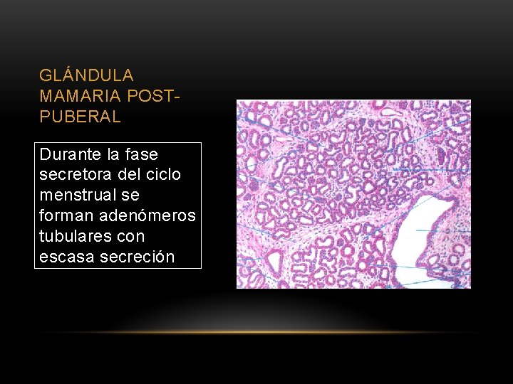 GLÁNDULA MAMARIA POSTPUBERAL Durante la fase secretora del ciclo menstrual se forman adenómeros tubulares